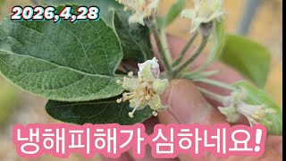 냉해피해가 심해서 적과할때 조심해야 겠어요