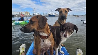 Video preview image #1 Mutt Puppy For Sale in Royal Palm Beach, FL, USA