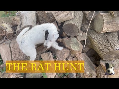 Hunting rats with a Parson Russell Terrier