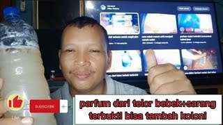Download lagu parfum dari telur bebek  sarang terbukti bisa tambah koloni mp3