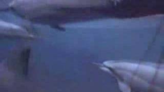 The Samples "Feel Us Shaking"