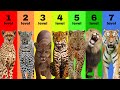 7 Tingkat Kucing Liar