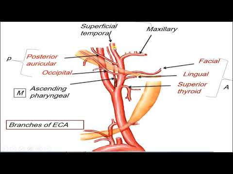Deep structure of the neck 4