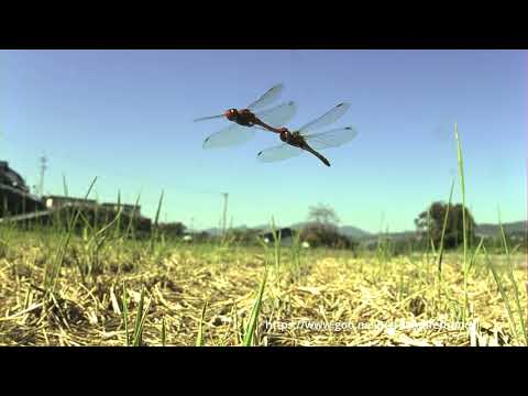 ナツアカネとアキアカネの産卵の違い