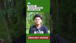Download lagu Solusi Cucak Hijau Didis Ekor - Jangan Dekat Masteran #kicaumaniaviral #kicaumania #cucakhijau mp3