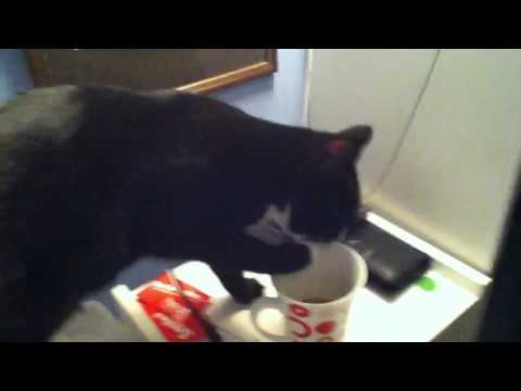 Cat drinking tea