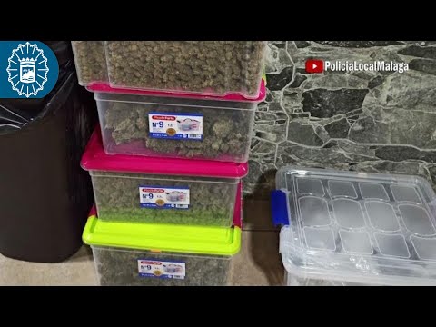 Desmantelan un club de cannabis en Málaga sin permitos e incautan más de 6 kilos de droga