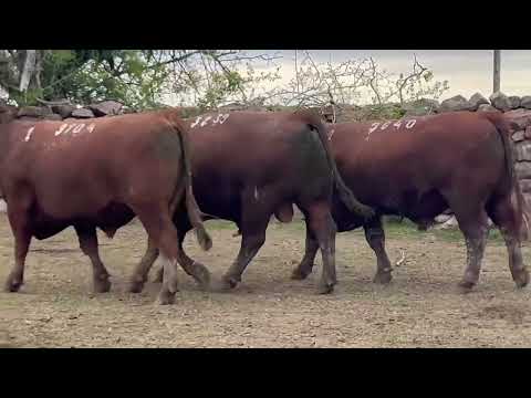 9704 9640 3239 SA – Cabaña El Albardón – RED ANGUS