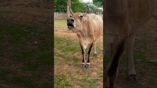 Funny Cow Sound 🤣😂/#shots #cowvideos #cow #animalsounds #animals #voice #funny #funnysounds