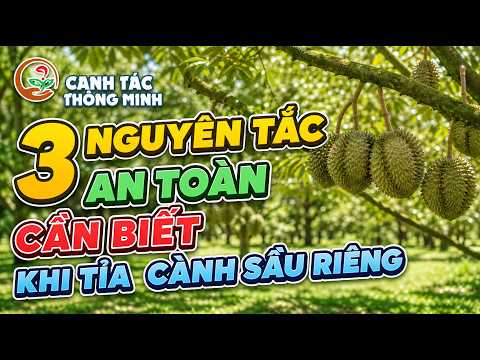 Canh Tác Thông Minh | 3 Nguyên Tắc An Toàn Cần Biết Khi Tỉa Cành Sầu Riêng ⚠️