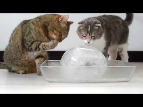 Cats licking ice balls