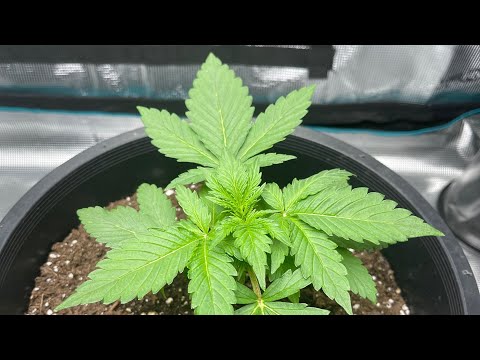 WEEK 3 AUTOFLOWER GROW UPDATE (Day 21)
