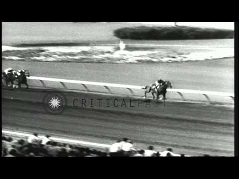 Horse named Honey Delaby wins the Sunset Handicap Race in Inglewood, California. HD Stock Footage