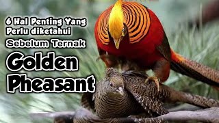 Download lagu Panduan Lengkap Ternak Ayam Hias Golden Pheasant: Perawatan, Pakan, Kandang & Harga mp3 Download lagu Panduan Lengkap Ternak Ayam Hias Golden Pheasant: Perawatan, Pakan, Kandang & Harga mp3
