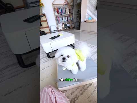 This Dog is Going To School 🐶🎒