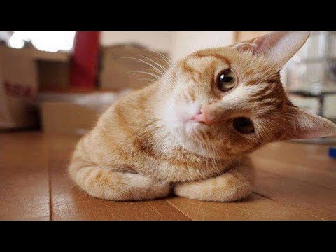 Funny Cats Saying HELLO!