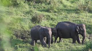 Download lagu Elephant no copyright video free to use 4k | No Copyright | mp3
