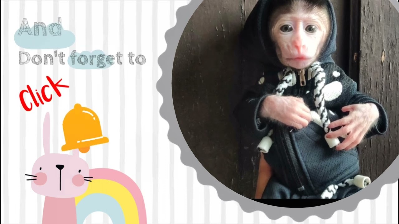 Baby Monkey Chiro is spoiled, fed by Grandma