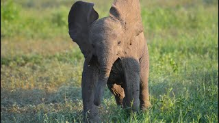 Baby Elephant Charge