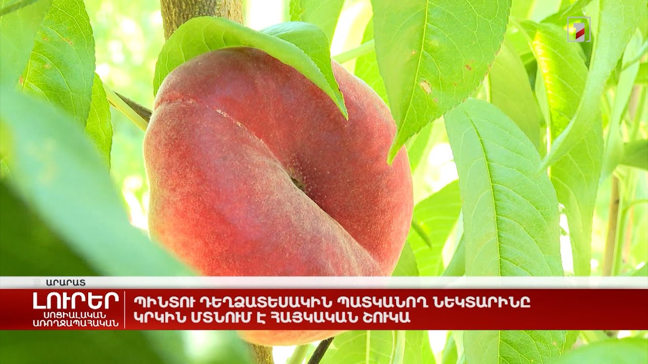 Պինտու դեղձերին պատկանող նեկտարինը կրկին մտնում է հայկական շուկա