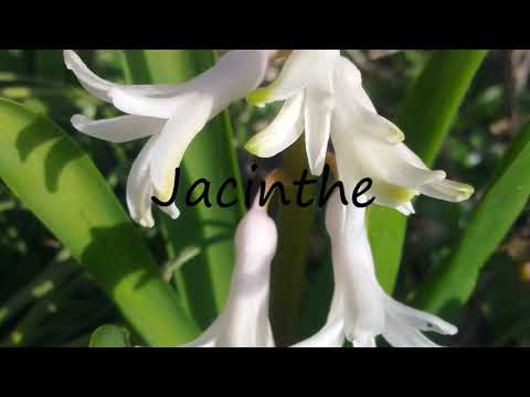 How to Pronounce Jacinthe?