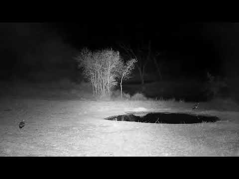 Djuma: Egyptian Geese with some fussing again - 18:40 - 07/21/21