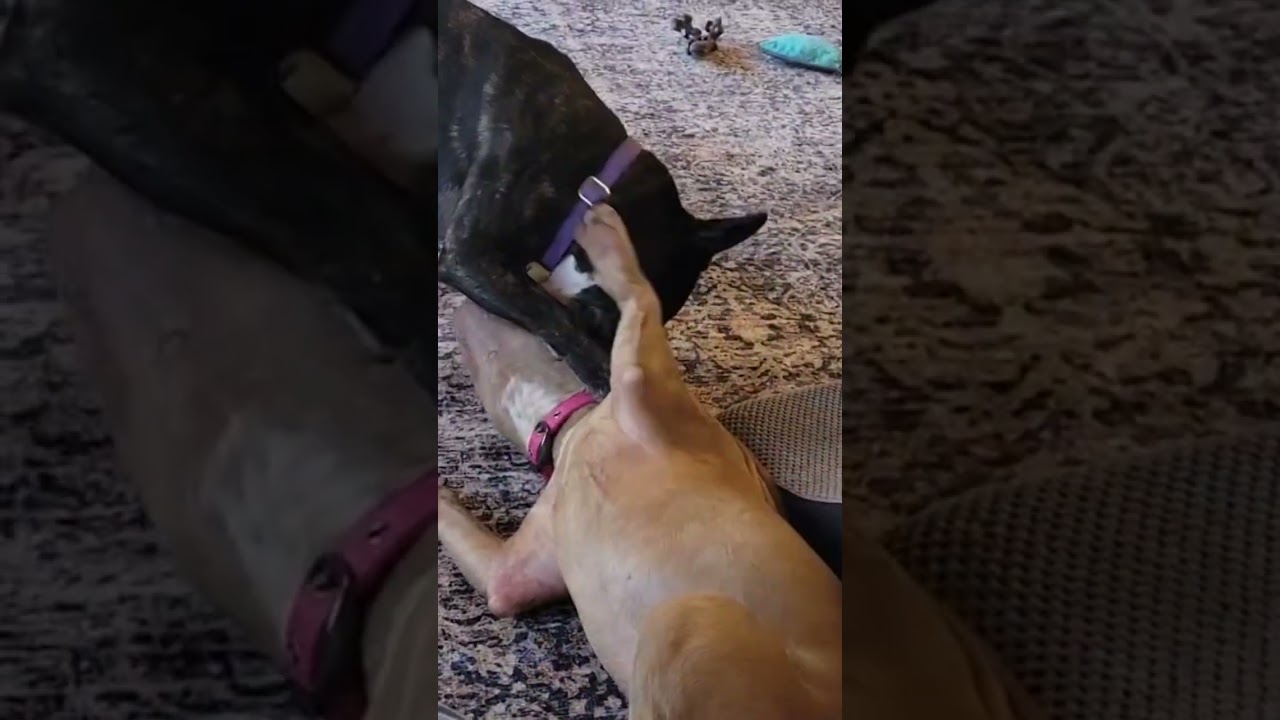 Enlarge Millie, a ADOPTABLE mixed breed in Scottsdale, AZ video 6/6