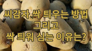 [감자재배] 씨감자 싹틔워 심는 이유는?