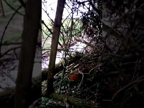 no trees no bees no squirrels no shelter no shade the beck fenced off.