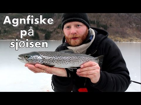 Artsfiskeri på isen. Hestemakrel, lubbe, rødnæb, kuller og mange flere