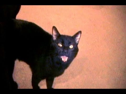 Talking Kitty Cat 8 - Catnip addiction HELP!