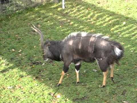 Lateral Presentation Display of Nyala Adult Male, Edinburgh Zoo  (recorded in 28/10/2010)