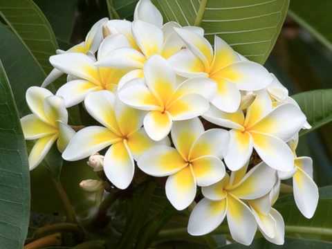 Au Sega Ni Kila - Remix