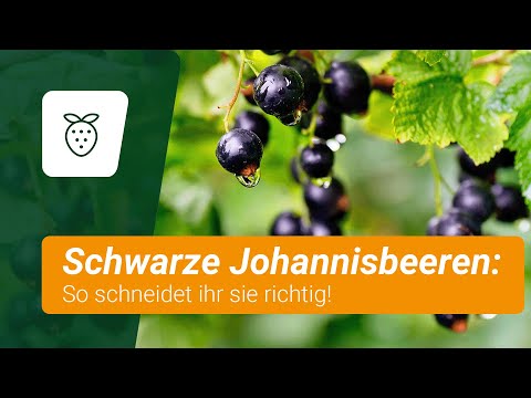 Schwarze Johannisbeeren richtig schneiden