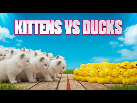 Kittens vs Ducks: The Ultimate Showdown