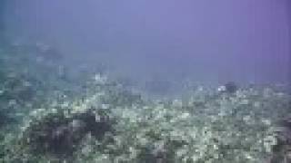 preview picture of video '9 Aug: Sea Turtle swimming off coast of Tokashiki, Keramas, Okinawa, Japan'