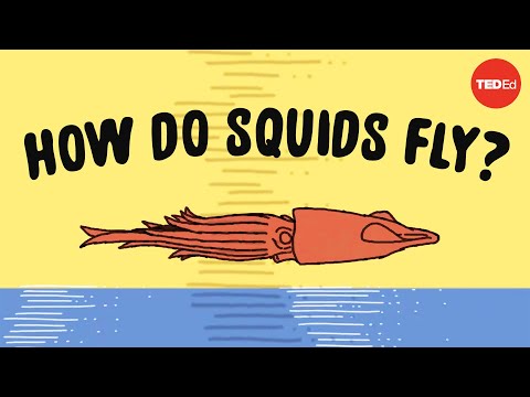 Did You Know That Squids Can Fly?