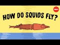 These squids can fly... no, really - Robert Siddall