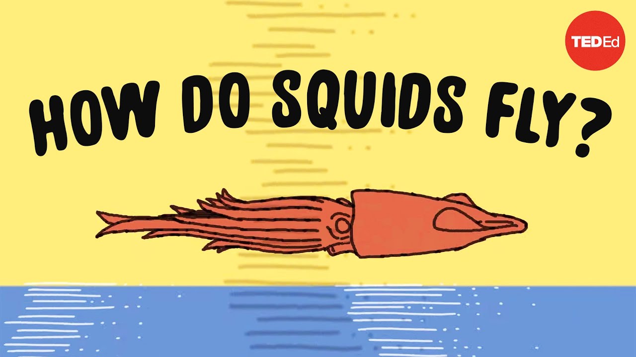 These squids can fly. no, really - Robert Siddall
