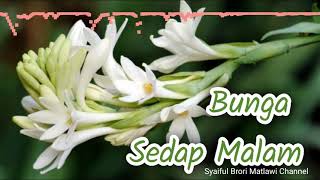 Download lagu Lagu Kenangan: 'Bunga Sedap Malam' (Iis Sugianto) mp3 Download lagu Lagu Kenangan: 'Bunga Sedap Malam' (Iis Sugianto) mp3