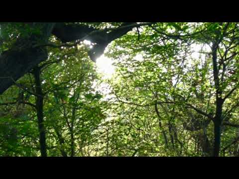 download lagu mp3 mp4 There Is A Pleasure In The Pathless Woods, download lagu There Is A Pleasure In The Pathless Woods gratis, unduh video klip There Is A Pleasure In The Pathless Woods