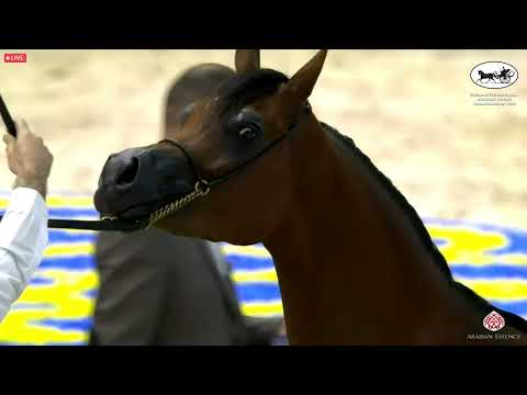 N 41 AJ ALULA   Dubai International Arabian Horse Championship 2022   Fillies 2 years old Class 3