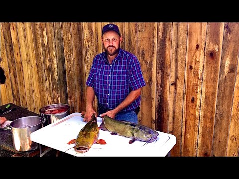 Flat Head vs. Channel Catfish  The differences!