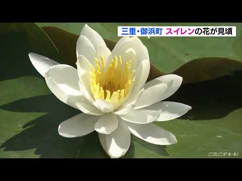 スイレン アルバ