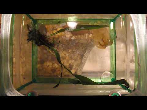 African Dwarf Tadpoles