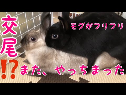 ウサギの交尾 Farmer