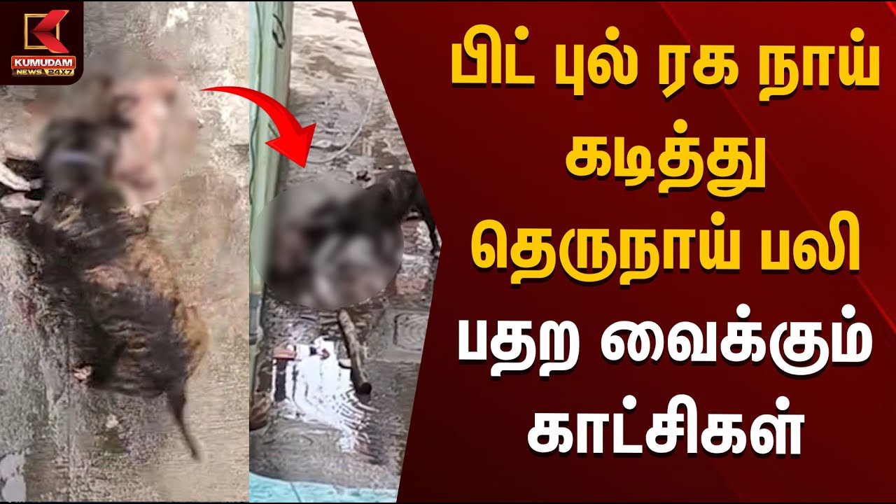 பிட் புல் ரக நாய் கடித்து தெருநாய் பலி பதற வைக்கும் காட்சிகள் | Pitbull | Street Dog