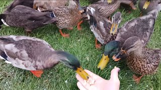 Feeding The Ducks During a Weather Storm Warning ⚠️
