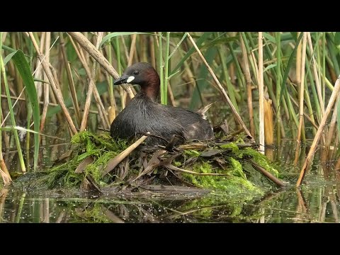 Малая поганка - гнездовая жизнь. Little grebe is a nesting life.