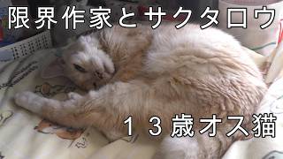 【限界作家】サクタロウと私の動画【かわいい猫】　#ねこ